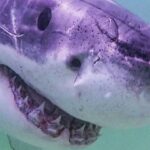 great-white-shark-sightings-surge-along-north-east-atlantic-coast