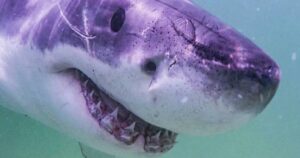 great-white-shark-sightings-surge-along-north-east-atlantic-coast