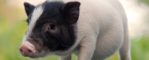 groundbreaking-pig-lung-transplant-marks-new-milestone-in-medicine