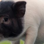groundbreaking-pig-lung-transplant-offers-hope-and-challenges