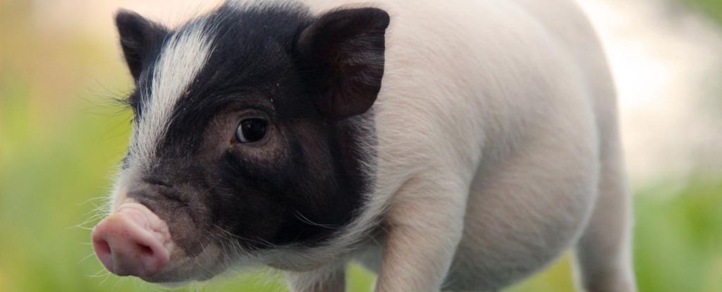 groundbreaking-pig-lung-transplant-offers-hope-and-challenges