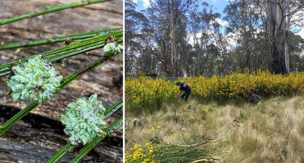 invasive-scotch-broom-eradicated-from-aussie-sanctuary-in-major-win