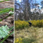 invasive-scotch-broom-eradicated-from-aussie-sanctuary-in-major-win