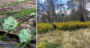 invasive-scotch-broom-eradicated-from-aussie-sanctuary-in-major-win