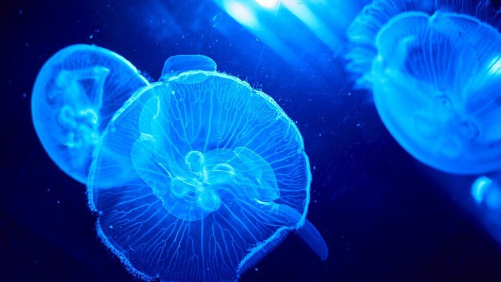jellyfish-swarm-delays-restart-of-france-s-gravelines-nuclear-plant
