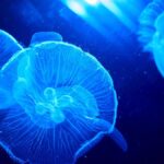 jellyfish-swarm-delays-restart-of-france-s-gravelines-nuclear-plant