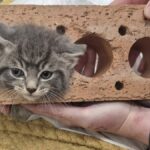 kitten-rescued-after-getting-head-stuck-in-brick-overnight