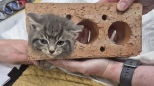 kitten-rescued-after-getting-head-stuck-in-brick-overnight