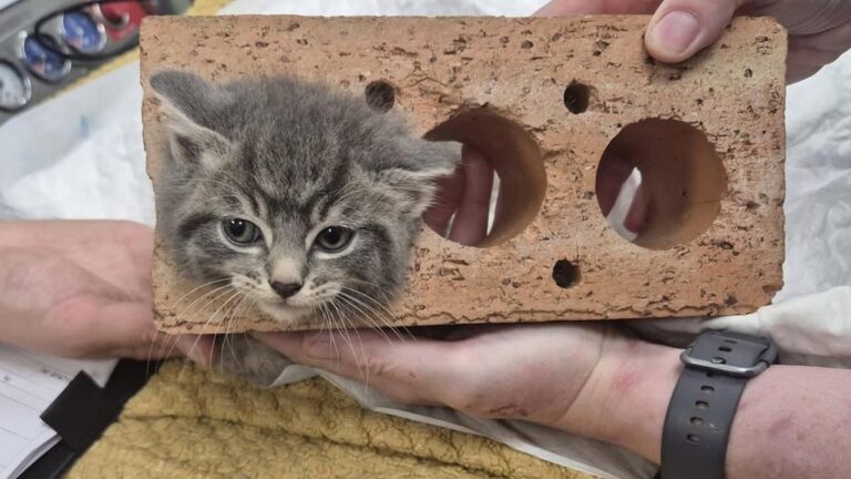 kitten-rescued-after-getting-head-stuck-in-brick-overnight