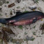 ley-visits-south-australia-amid-algal-bloom-crisis-as-albanese-plans-response