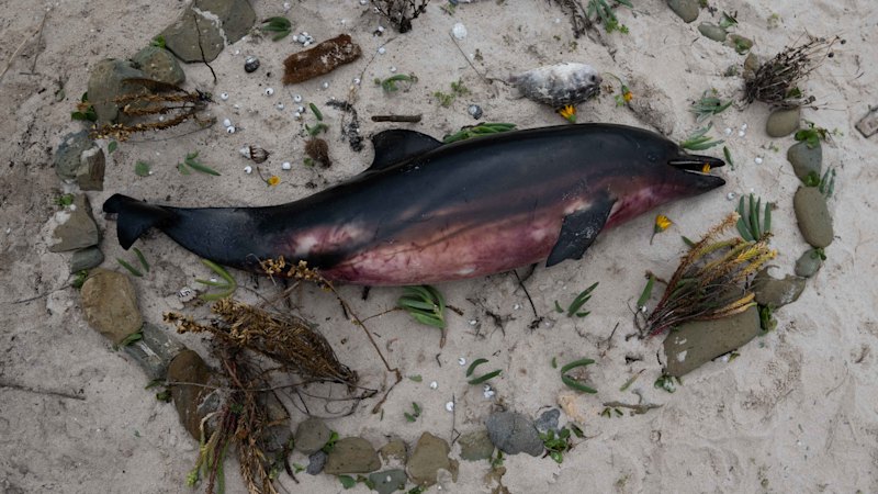 ley-visits-south-australia-amid-algal-bloom-crisis-as-albanese-plans-response