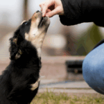 mastering-the-art-of-administering-herbs-to-pets