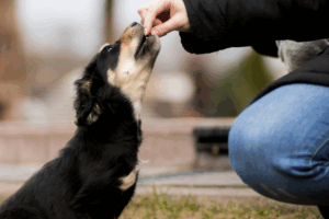 mastering-the-art-of-administering-herbs-to-pets