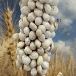mutant-snails-cause-170m-damage-in-australia-resist-pesticides