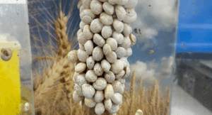 mutant-snails-cause-170m-damage-in-australia-resist-pesticides