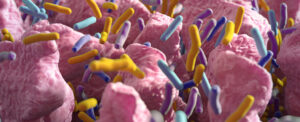 new-study-links-gut-microbes-to-natural-weight-loss-solutions