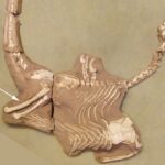 newly-discovered-dinosaur-cousin-of-velociraptor-wields-deadly-claws