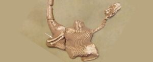 newly-discovered-dinosaur-cousin-of-velociraptor-wields-deadly-claws
