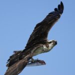 osprey-drops-fish-on-power-lines-sparks-fire-in-canada