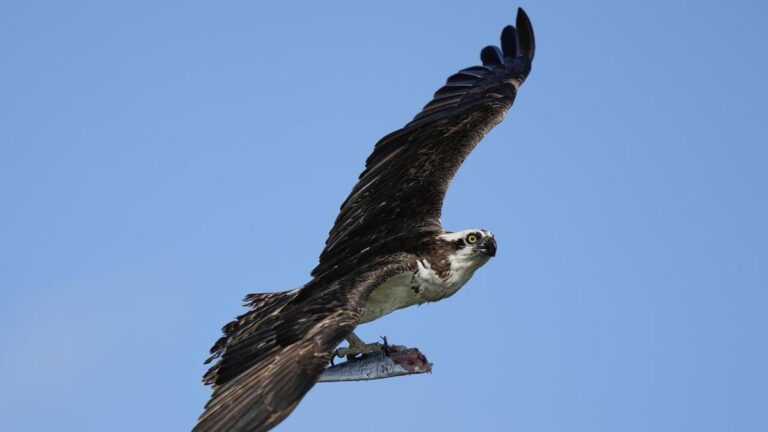 osprey-drops-fish-on-power-lines-sparks-fire-in-canada