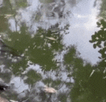 outback-wrangler-matt-wright-lists-home-with-pet-crocodile-for-1-39-million