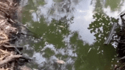 outback-wrangler-matt-wright-lists-home-with-pet-crocodile-for-1-39-million