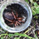 rare-citrine-trapdoor-spider-unearthed-in-perth-after-30-years