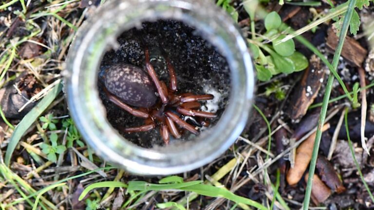 rare-citrine-trapdoor-spider-unearthed-in-perth-after-30-years
