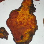rare-fungus-holds-promise-for-cancer-treatment-breakthrough