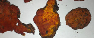 rare-fungus-holds-promise-for-cancer-treatment-breakthrough