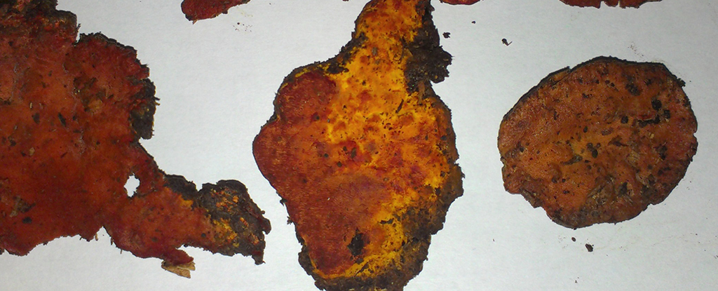 rare-fungus-reveals-cancer-fighting-properties-through-sugar-molecule