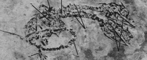 rare-two-headed-fossil-uncovered-revealing-ancient-malformation