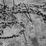 rare-two-headed-reptile-fossil-unearthed-from-cretaceous-era