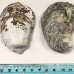research-balances-oysters-and-mangroves-for-coastal-restoration