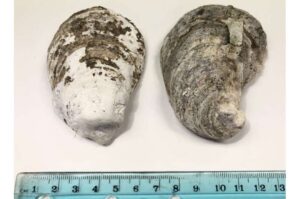 research-balances-oysters-and-mangroves-for-coastal-restoration