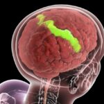 research-reveals-brain-strengthens-with-age-in-key-areas