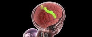 research-reveals-brain-strengthens-with-age-in-key-areas