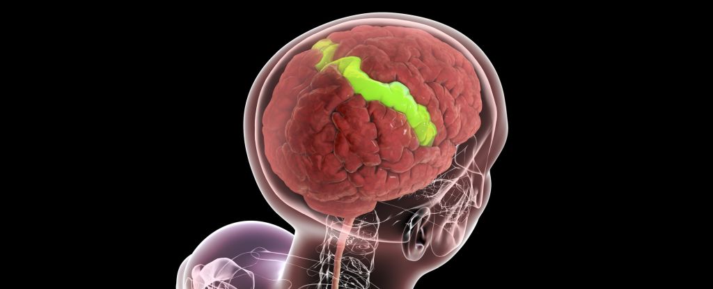 research-reveals-brain-strengthens-with-age-in-key-areas