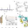 researchers-develop-nanobody-technology-targeting-lung-cancer-cells
