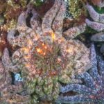 researchers-identify-bacterium-behind-starfish-wasting-disease