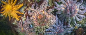 researchers-identify-bacterium-behind-starfish-wasting-disease