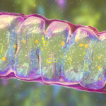 researchers-restore-memory-function-in-mice-with-mitochondrial-boost