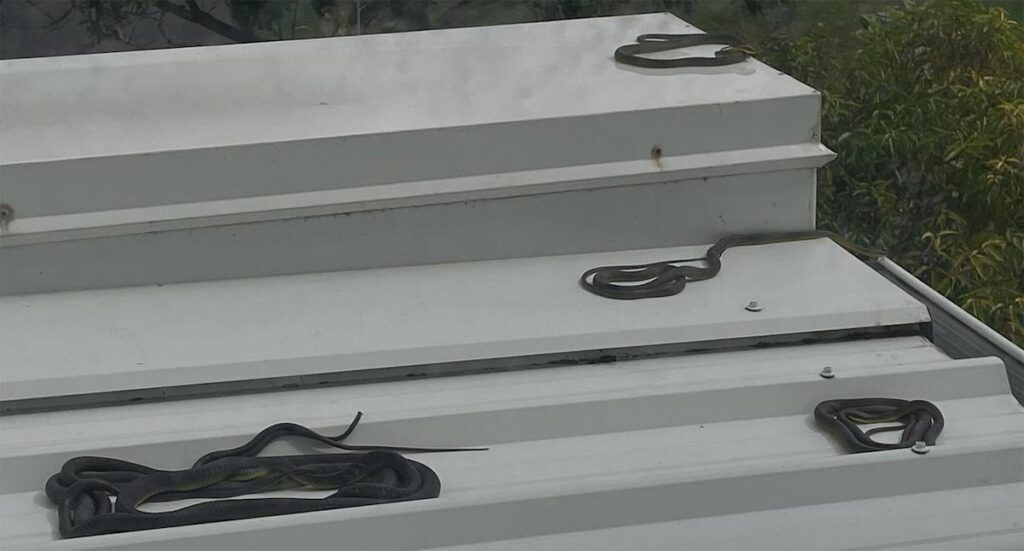 residents-urged-to-stay-alert-as-snake-season-begins-early-in-australia