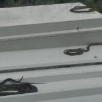 residents-urged-to-stay-alert-as-snake-season-begins-early-in-australia