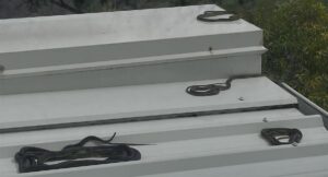 residents-urged-to-stay-alert-as-snake-season-begins-early-in-australia