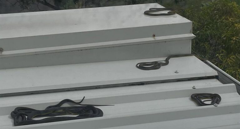 residents-urged-to-stay-alert-as-snake-season-begins-early-in-australia