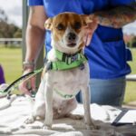 RSPCA Community Action Day goes down a treat