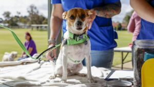 RSPCA Community Action Day goes down a treat