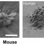 scientists-capture-historic-moment-of-human-embryo-implantation-1