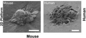 scientists-capture-historic-moment-of-human-embryo-implantation